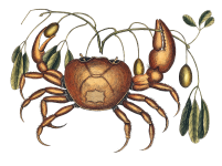 Crab Vintage Drawing