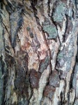 Cracked Tree Bark Texture