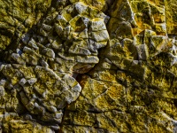 Creature In Yellow Rocks