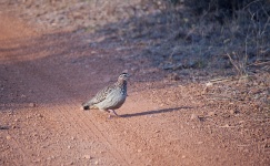 Crested Francolin In A Dirt Road