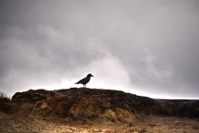 Crow On Sand Dune