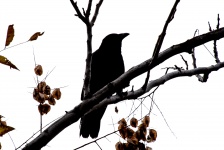 Crow On Yonder Branch
