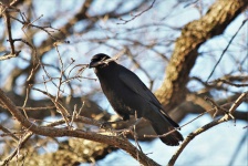 Crow With Nesting Material