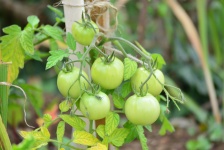 Culture Of Tomato