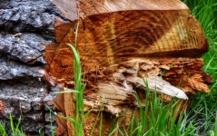Cut Log
