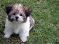 Cute Pedigree Puppy Dog