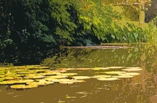 Cutout Image Of A Pond And Plants