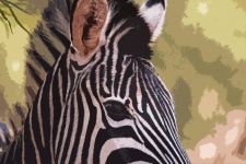 Cutout Image Of Eye Of A Zebra