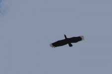 Cutout Of A Large Bird In Flight