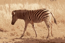 Cutout Of Young Burchell's Zebra