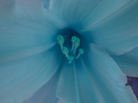 Cyan Flower Stamen