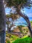 Cypress Trees And Pacific Ocean