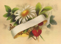 Daisy Watercolor Vintage Flower