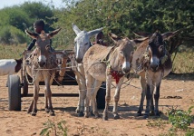Donkey Cart With Four Donkeys
