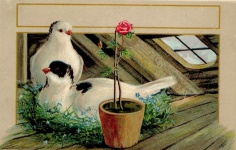 Doves With A Rose