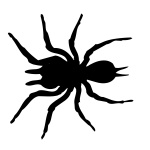 Drawing Spider On White
