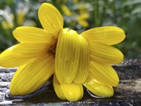 Droopy Wet Yellow Flower