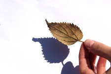 Dry Leaf And Shadow