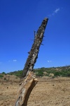 Dry Stump Of A Dead Tree