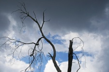Dry Tree Against Sky With Clouds