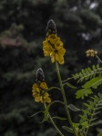 Dwarf Goldenrod Flower Plant