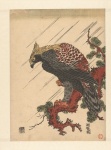 Eagle Vintage Illustration