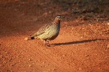 Early Light On A Crested Francolin