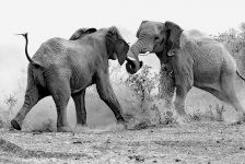 Elephants Of Kruger