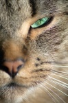 Eye Green Of The Cat