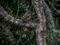 Fat Little Sparrow On Branch