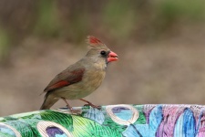 Female Cardinal Close-up 3