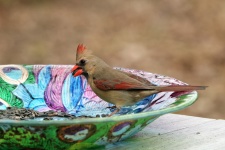 Female Cardinal Eating Seeds