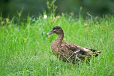 Female Mallard Duck In Green Grass