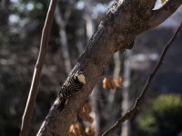 Female Woodpecker On Tree Branch
