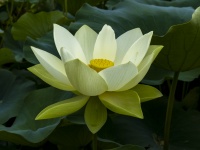 Floating Lotus Blossom