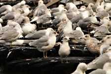 Flock Of Ring-billed Gulls