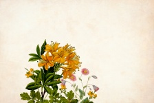 Flower Background
