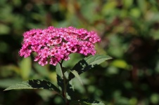 Flower Head With Small Pink Flowers