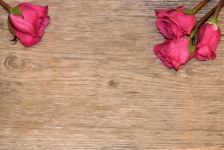 Four Pink Roses On Wood Background