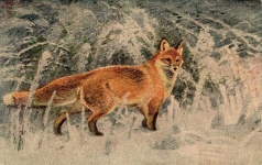 Fox In The Snow