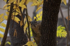 Fox Squirrel In A Tree