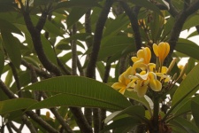Frangipani Flower On A Tree