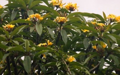 Frangipani Tree With Yellow Flowers