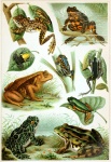 Frog Vintage Illustration