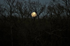 Full Moon Over Trees In Winter