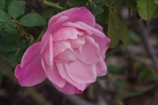 Gentle Pink Rose