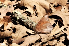 Goatweed Leafwing Butterfly Ventral