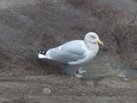 Gull In Profile