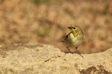 Goldfinch On Rock Background