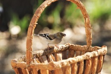 Goldfinch Perched On Basket